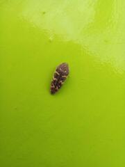 Acmaeodera