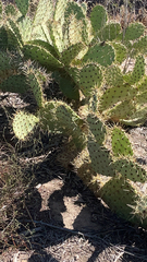 Opuntia littoralis