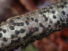 Diatrype disciformis