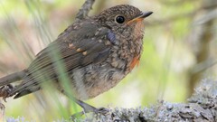Erithacus rubecula rubecula