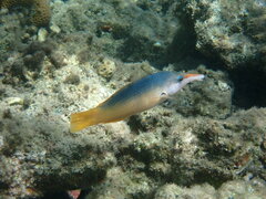 Gomphosus klunzingeri