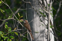 Coccyzus erythropthalmus