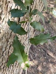 Quercus vaseyana
