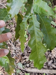 Quercus vaseyana