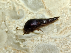 Sepedophilus