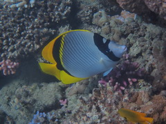 Chaetodon lineolatus