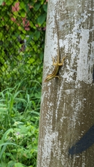 Anolis pulchellus
