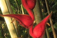 Heliconia mutisiana