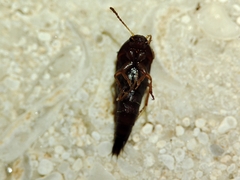Sepedophilus