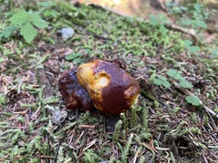 Ganoderma oregonense