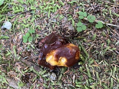 Ganoderma oregonense