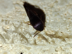Sepedophilus