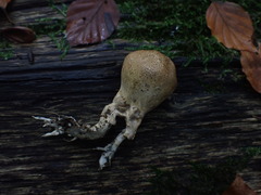 Scleroderma verrucosum