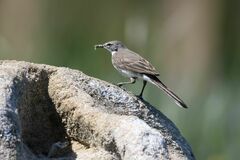 Motacilla capensis capensis