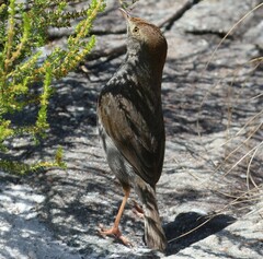 Cisticola fulvicapilla