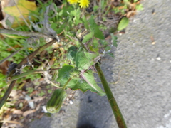 Sonchus oleraceus