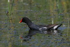 Gallinula chloropus meridionalis