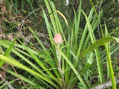 Ananas macrodontes