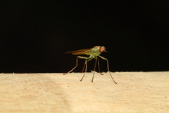 Chiromyzinae