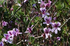 Pelargonium betulinum