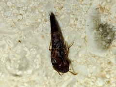 Sepedophilus