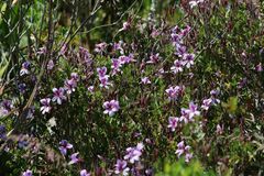 Pelargonium betulinum