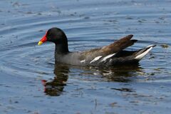 Gallinula chloropus meridionalis