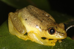 Heterixalus punctatus