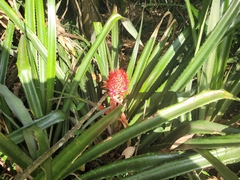 Ananas comosus bracteatus