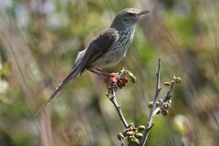 Prinia maculosa maculosa