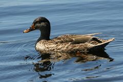 Anas platyrhynchos × undulata