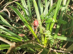 Ananas comosus bracteatus