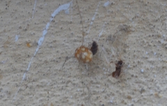 Vibidia duodecimguttata