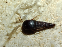 Sepedophilus