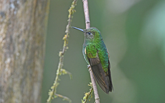 Boissonneaua flavescens