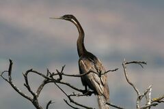 Anhinga rufa rufa
