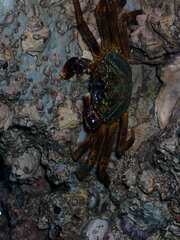Grapsus