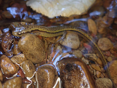 Eurycea wilderae