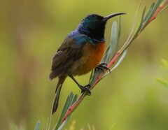 Anthobaphes violacea