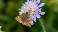Euclidia glyphica