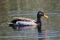 Anas platyrhynchos × undulata