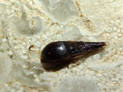 Sepedophilus