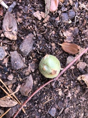 Andricus infectorius