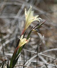 Gladiolus angustus