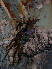 Grapsus