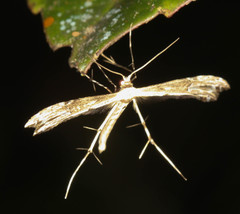 Pselnophorus