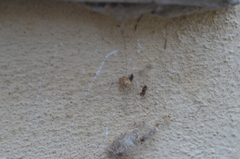 Vibidia duodecimguttata