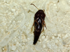 Sepedophilus