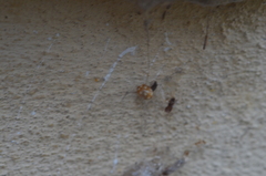 Vibidia duodecimguttata