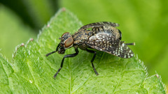 Platystoma seminationis